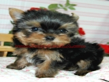 teacup yorkie